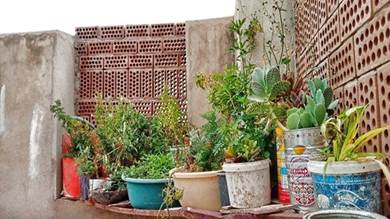 الزراعة داخل المنازل في اليمن.. أوكسجين وغذاء ودواء وزينة ومنافع أخرى